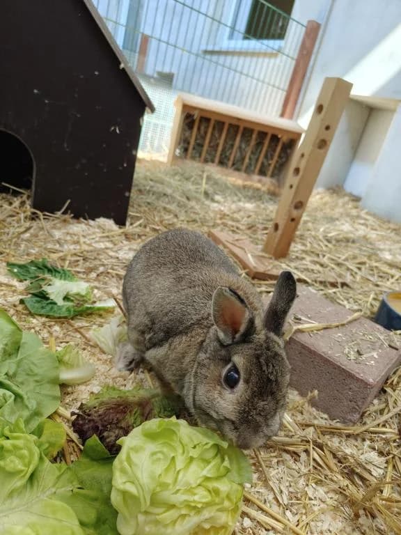 Lilly, female 7yo mixed breed for adoption at Tierheim Plattling, Plattling