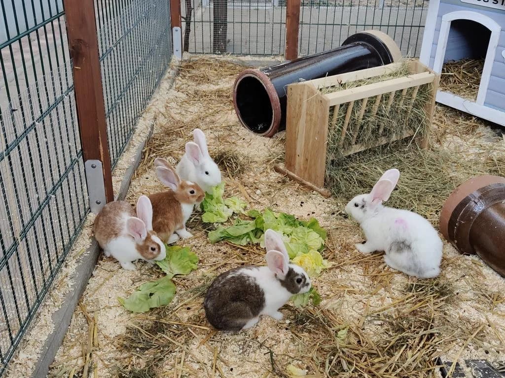 Familie Bärchi, female puppy mixed breed for adoption at Tierheim Plattling, Plattling