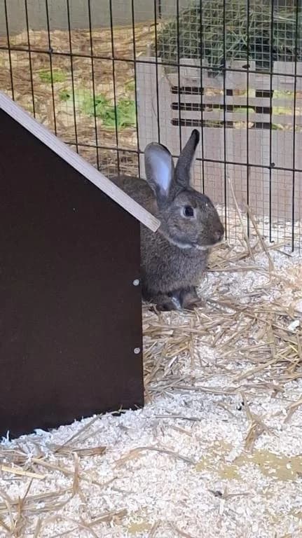Geburtstagsbärchi, male mixed breed for adoption at Tierheim Plattling, Plattling