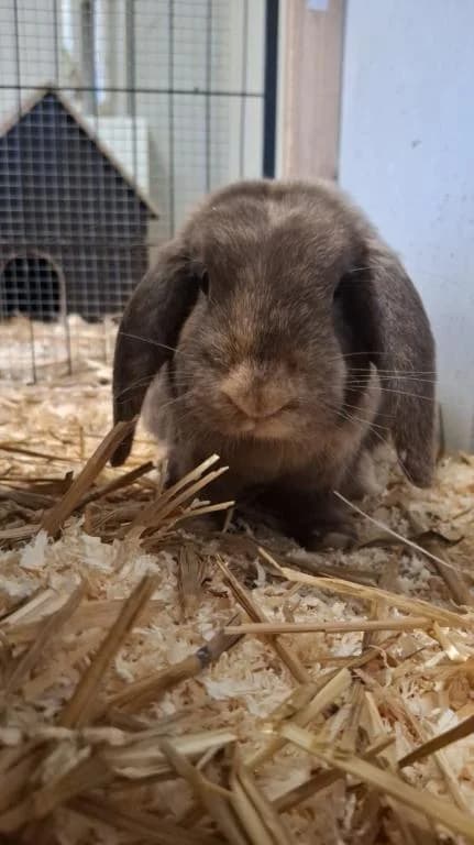 Motchi und Manni, male young mixed breed for adoption at Tierheim Plattling, Plattling