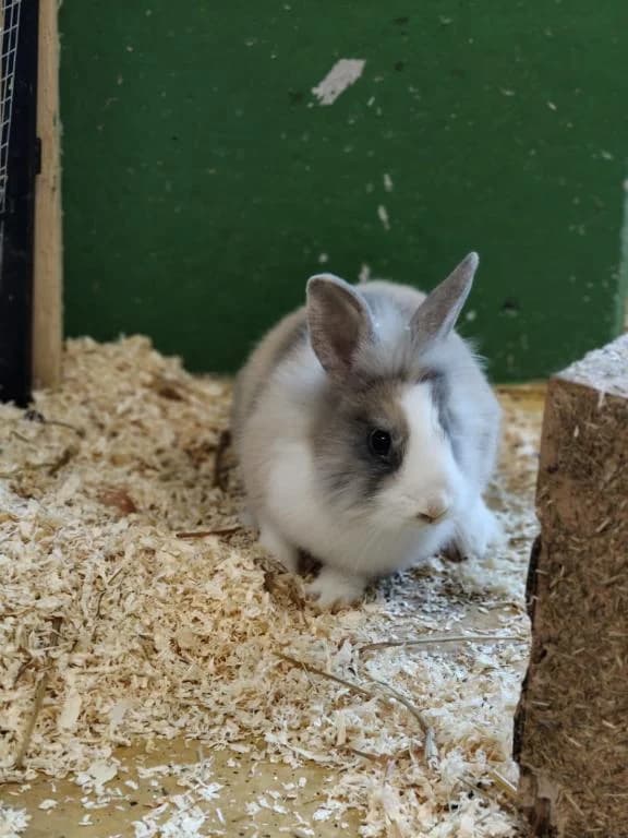 Erdbeere, female mixed breed for adoption at Tierheim Plattling, Plattling