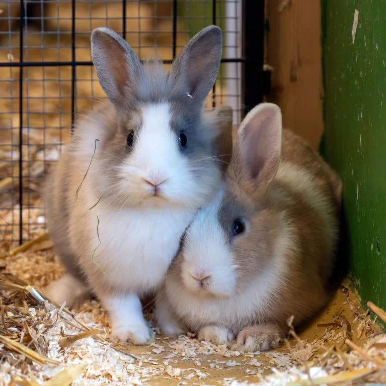 Himbeere, female mixed breed for adoption at Tierheim Plattling, Plattling