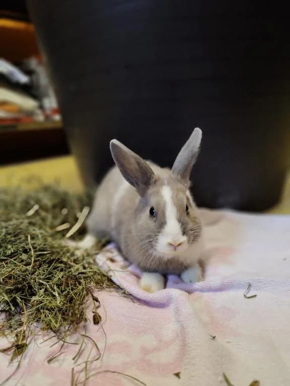 Kiwi, male mixed breed for adoption at Tierheim Plattling, Plattling