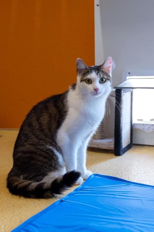 Lucky & Baghira, male young mixed breed for adoption at Tierheim Plattling, Plattling