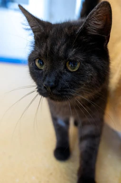 Mimi, female young mixed breed for adoption at Tierheim Plattling, Plattling
