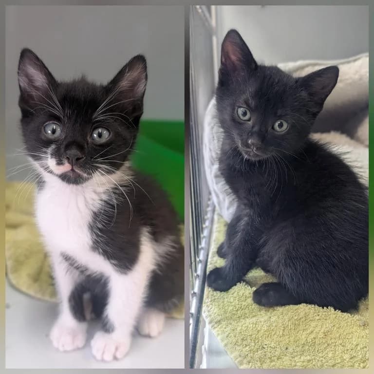 Noah und, schwarz male puppy mixed breed for adoption at Tierheim Plattling, Plattling