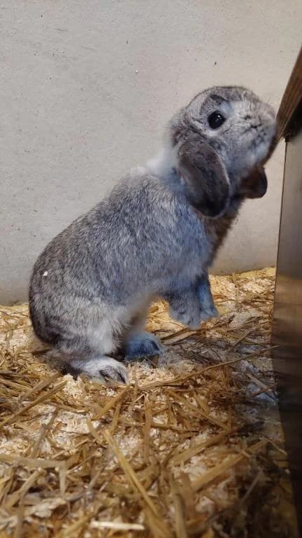 Peanut, male 3yo mixed breed for adoption at Tierheim Plattling, Plattling