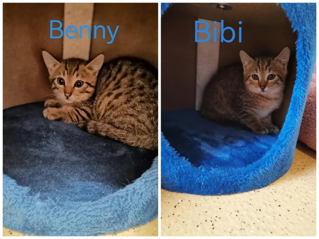 Benny & Bibi,  (Tierheim Plattling)
