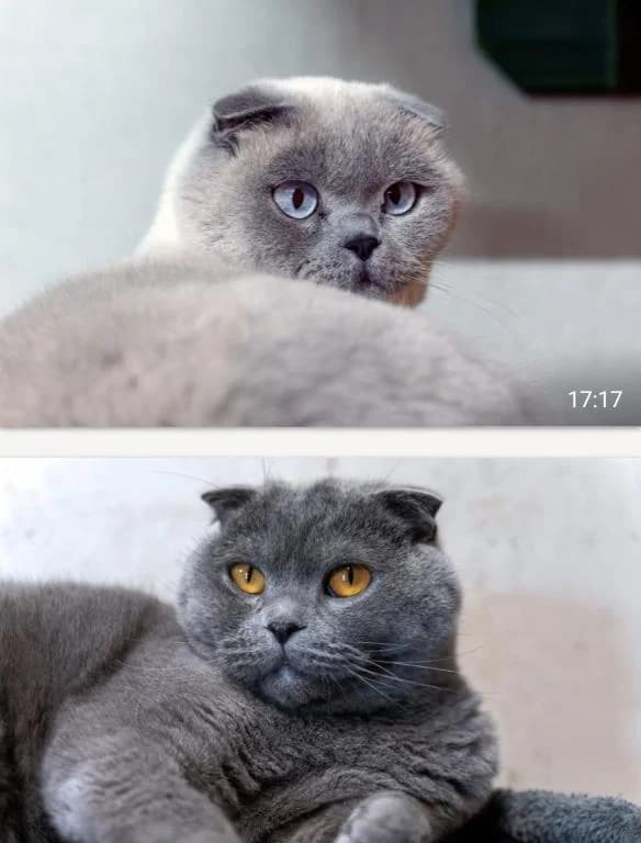 Simba und Dima Direktvermittlung, male 4yo Scottish Fold for adoption at Tierheim Plattling, Plattling