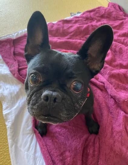 Luna, female 5yo French Bulldog for adoption at Tierheim Plattling, Plattling