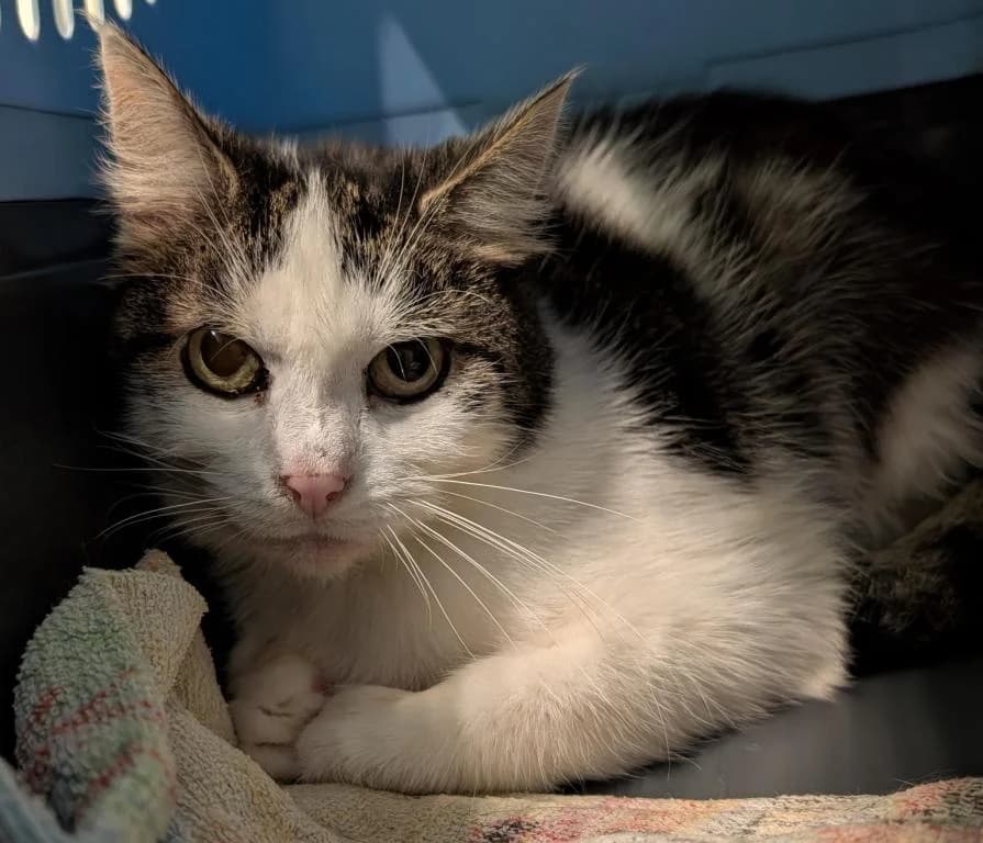 Sophia, female mixed breed for adoption at Tierheim Plattling, Plattling