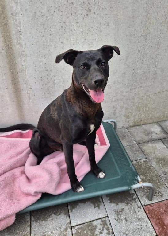 Rio, male young Mixed Breed for adoption at Tierheim Plattling, Plattling
