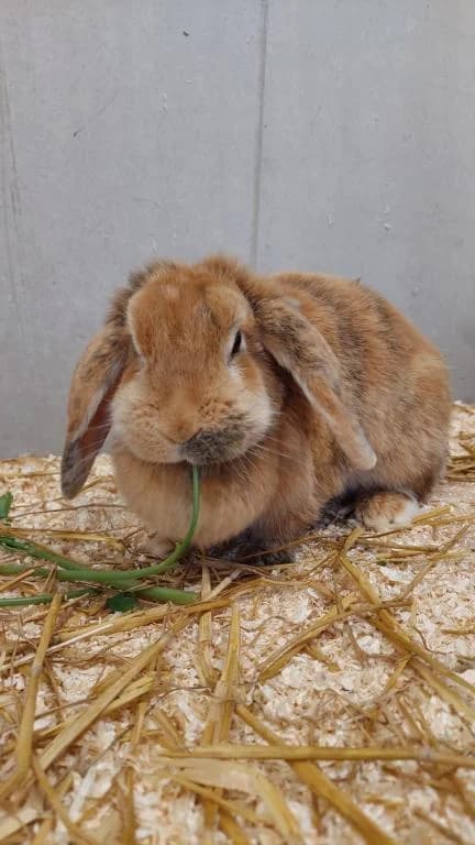 Flocke, female 7yo mixed breed for adoption at Tierheim Plattling, Plattling