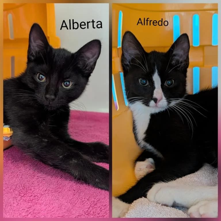 Alberta und Alfredo, female mixed breed for adoption at Tierheim Plattling, Plattling