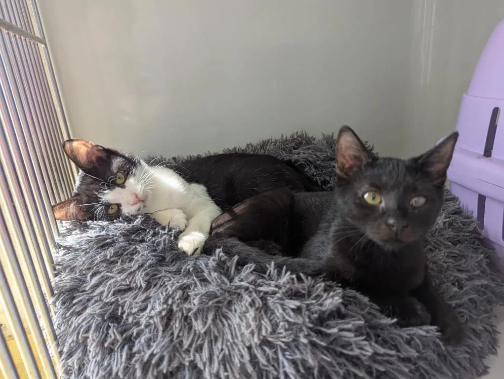 Tinky und Winky, female mixed breed for adoption at Tierheim Plattling, Plattling