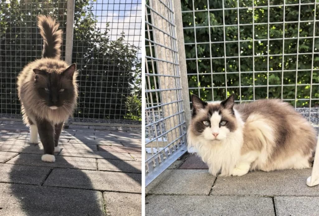 Lucy & Joy, female Ragdoll for adoption at Tierheim Plattling, Plattling
