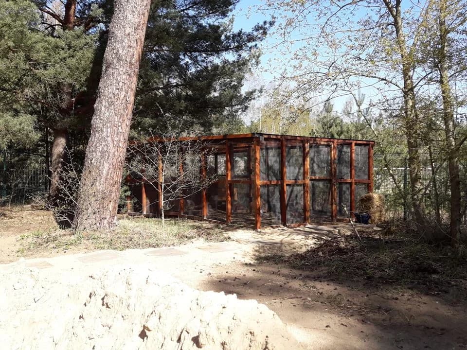 Unser Freigehege ist fertig,  Mixed Breed for adoption at Tierheim Potsdam, Potsdam