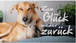 Tier vermisst, was tun?,  Mixed Breed for adoption at Tierheim Potsdam, Potsdam