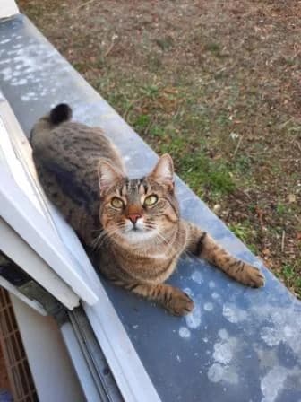 Seven (vermisst seit 19.11.2021), braun  Mixed Breed for adoption at Tierheim Potsdam, Potsdam