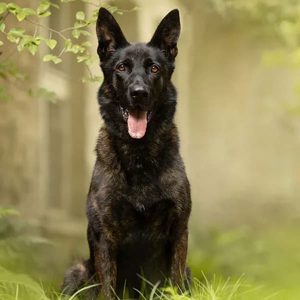 Jaska, female German Shepherd for adoption at Tierheim Potsdam, Potsdam