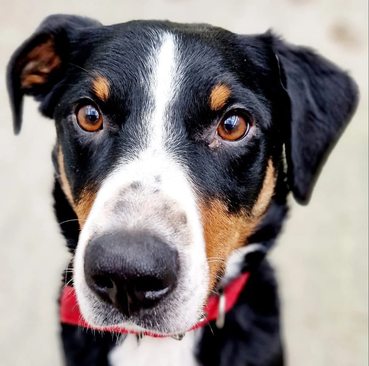 Milo,  Mixed Breed for adoption at Tierheim Potsdam, Potsdam