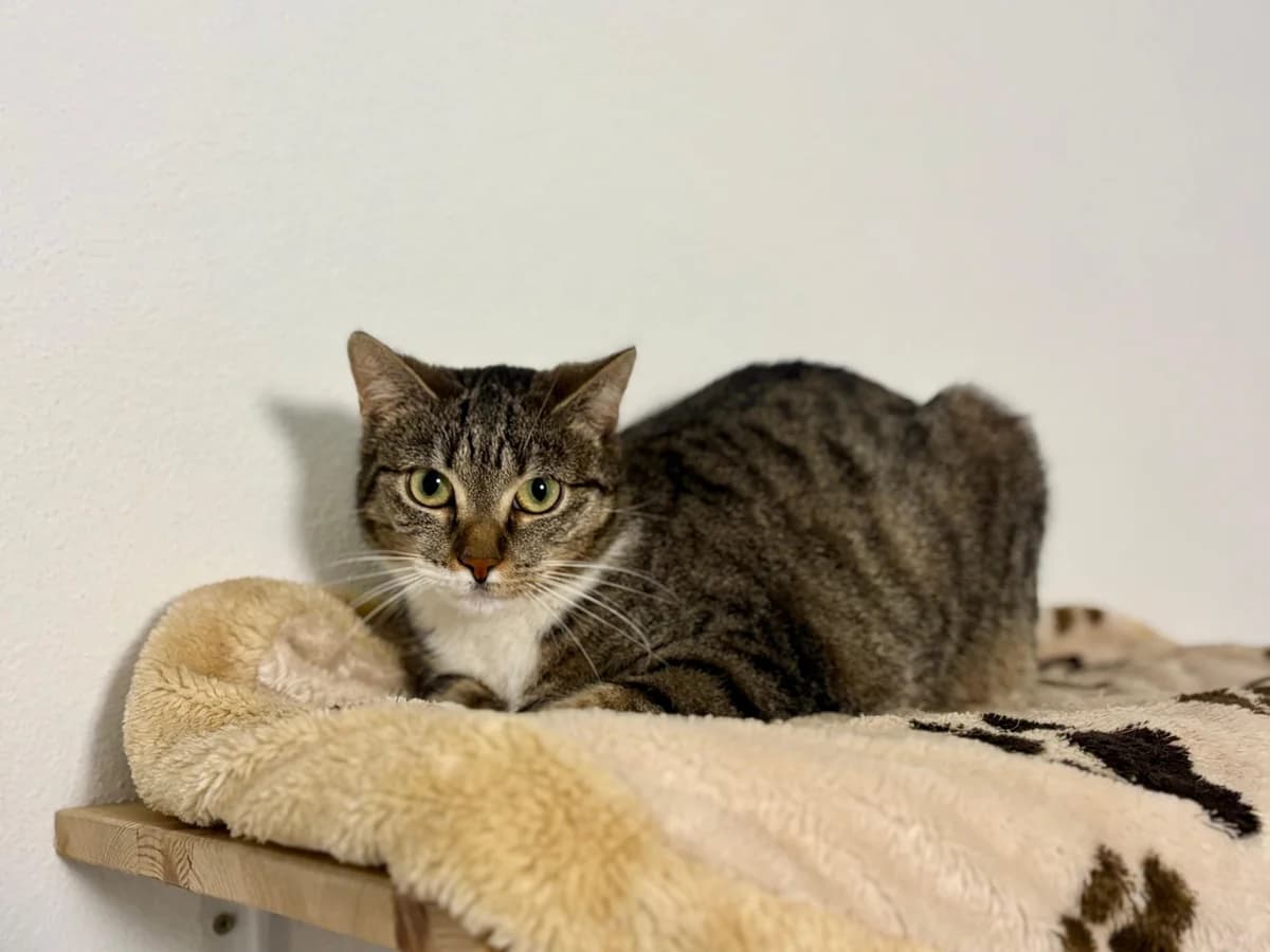 Berta,  Mixed Breed for adoption at Tierheim Potsdam, Potsdam