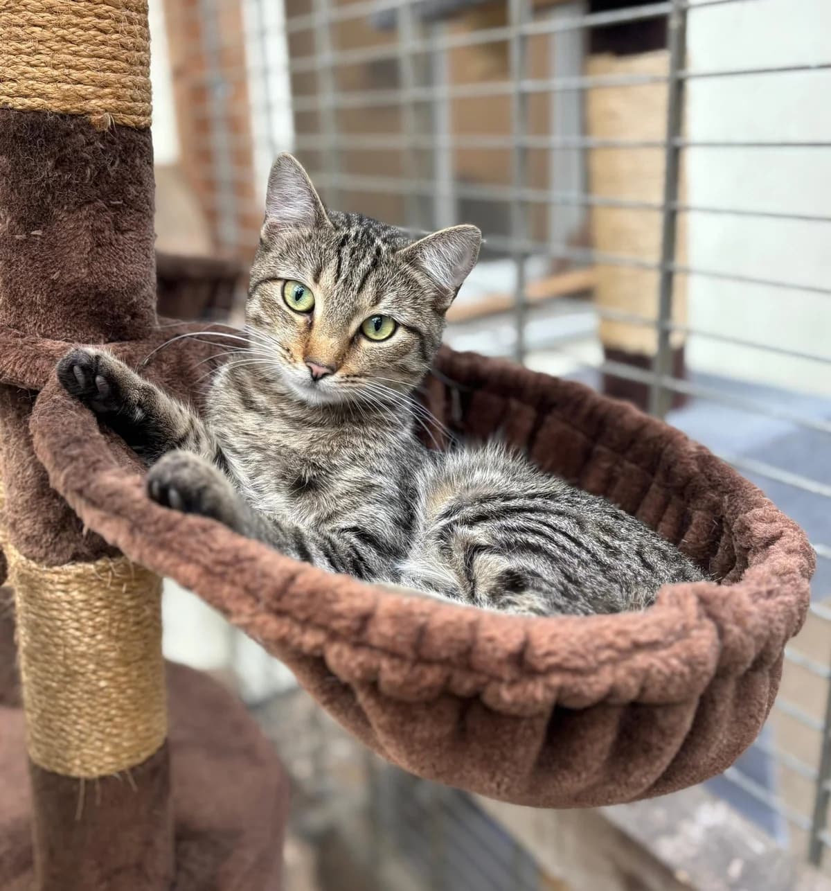 Kira,  Mixed Breed for adoption at Tierheim Potsdam, Potsdam