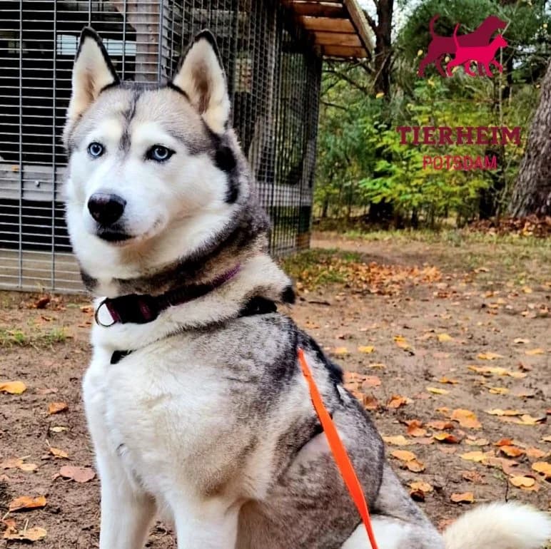 Sura, female Mixed Breed for adoption at Tierheim Potsdam, Potsdam