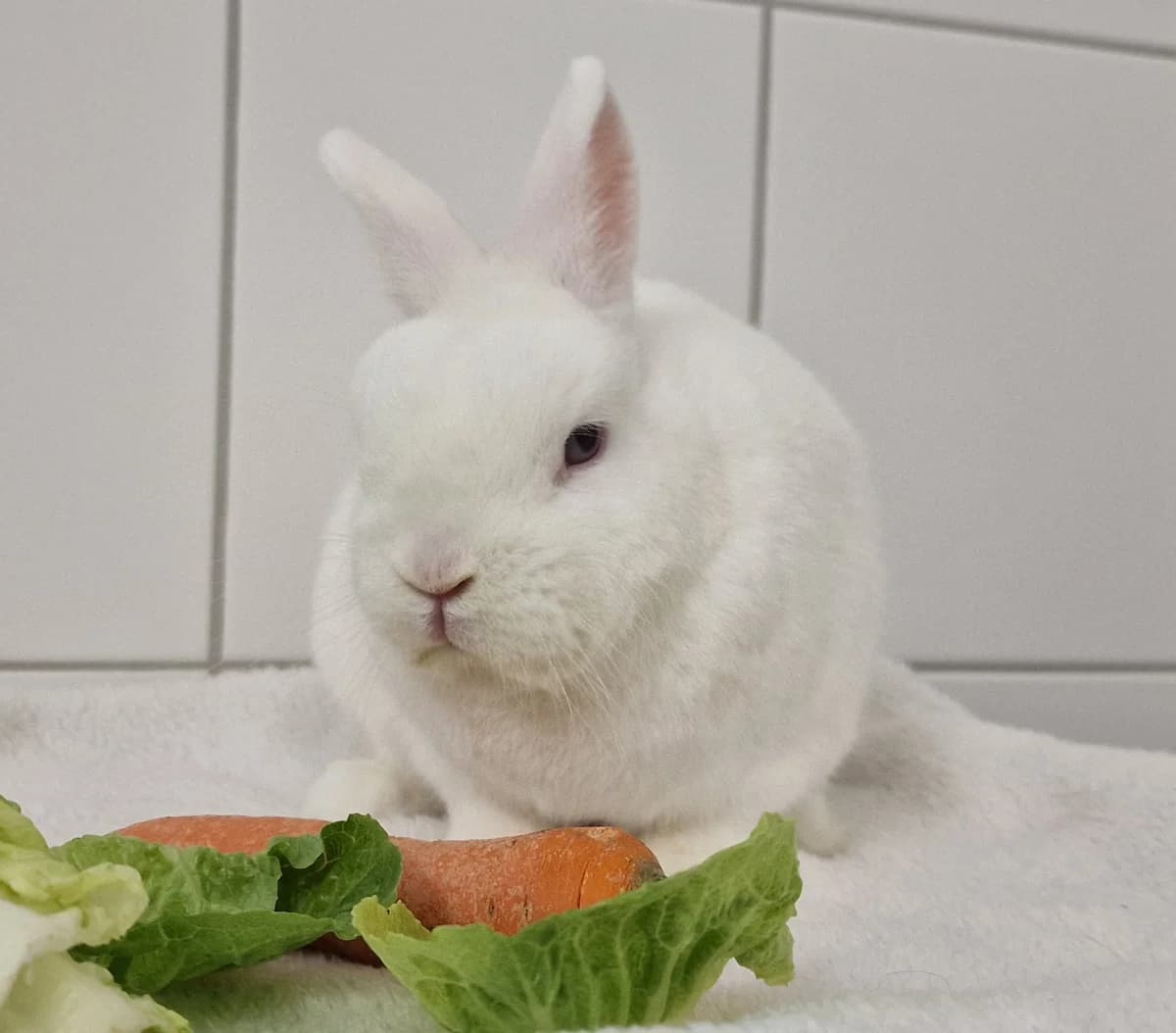 Klopfer,  Mixed Breed for adoption at Tierheim Potsdam, Potsdam