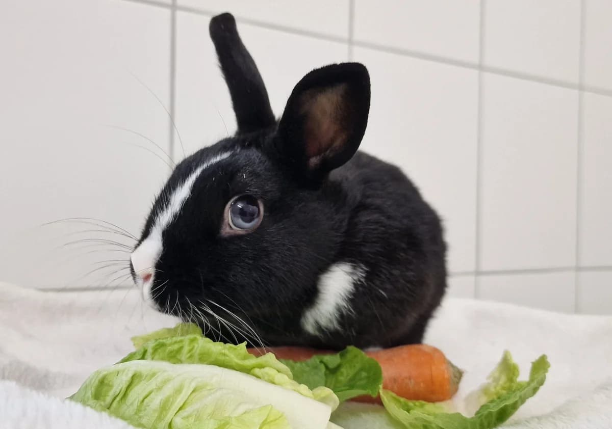Lenie, Mixed Breed for adoption at Tierheim Potsdam, Potsdam