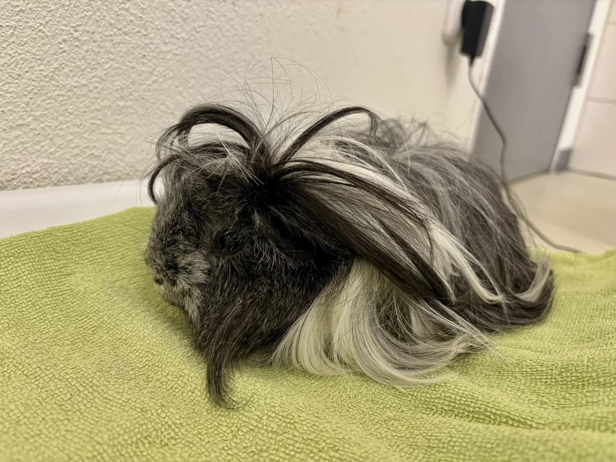 Fussel, male Mixed Breed for adoption at Tierheim Potsdam, Potsdam