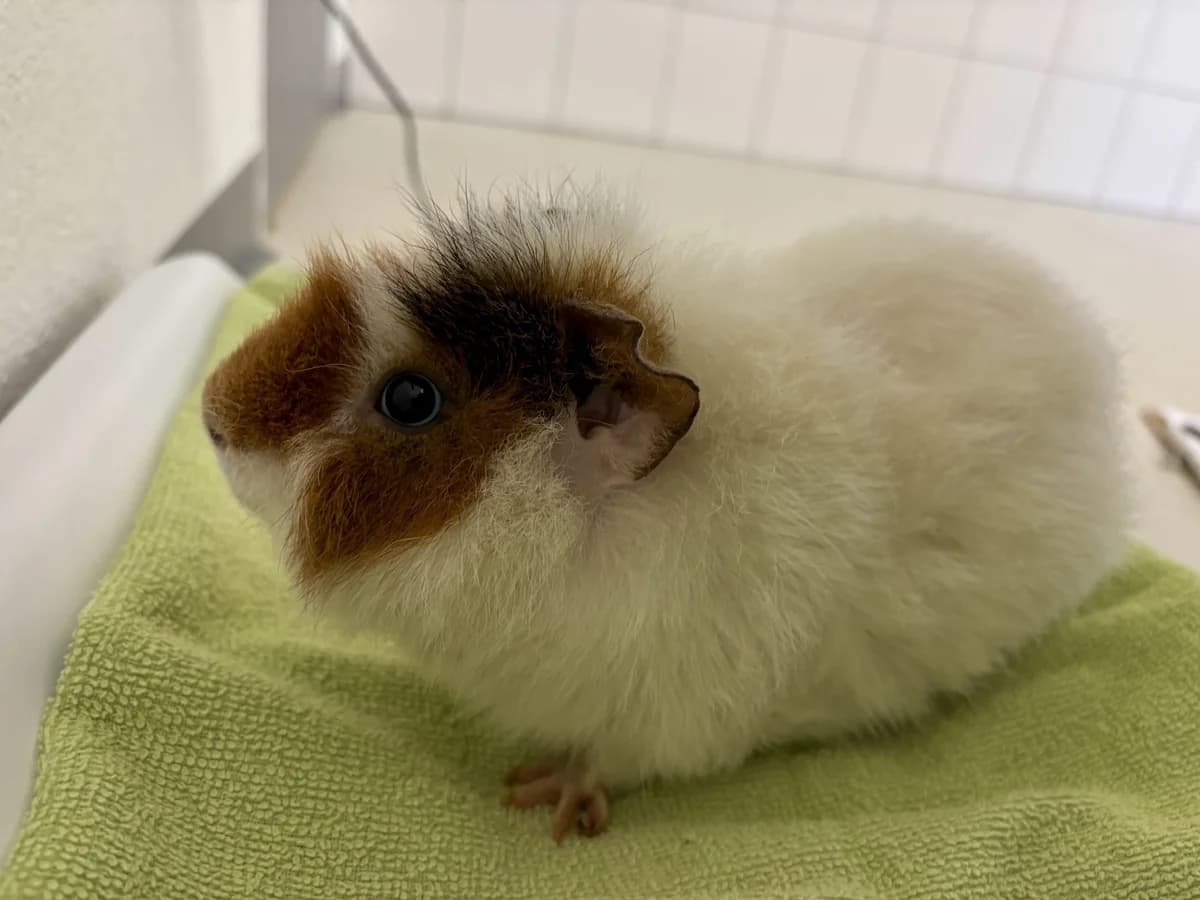 Wolly,  Mixed Breed for adoption at Tierheim Potsdam, Potsdam