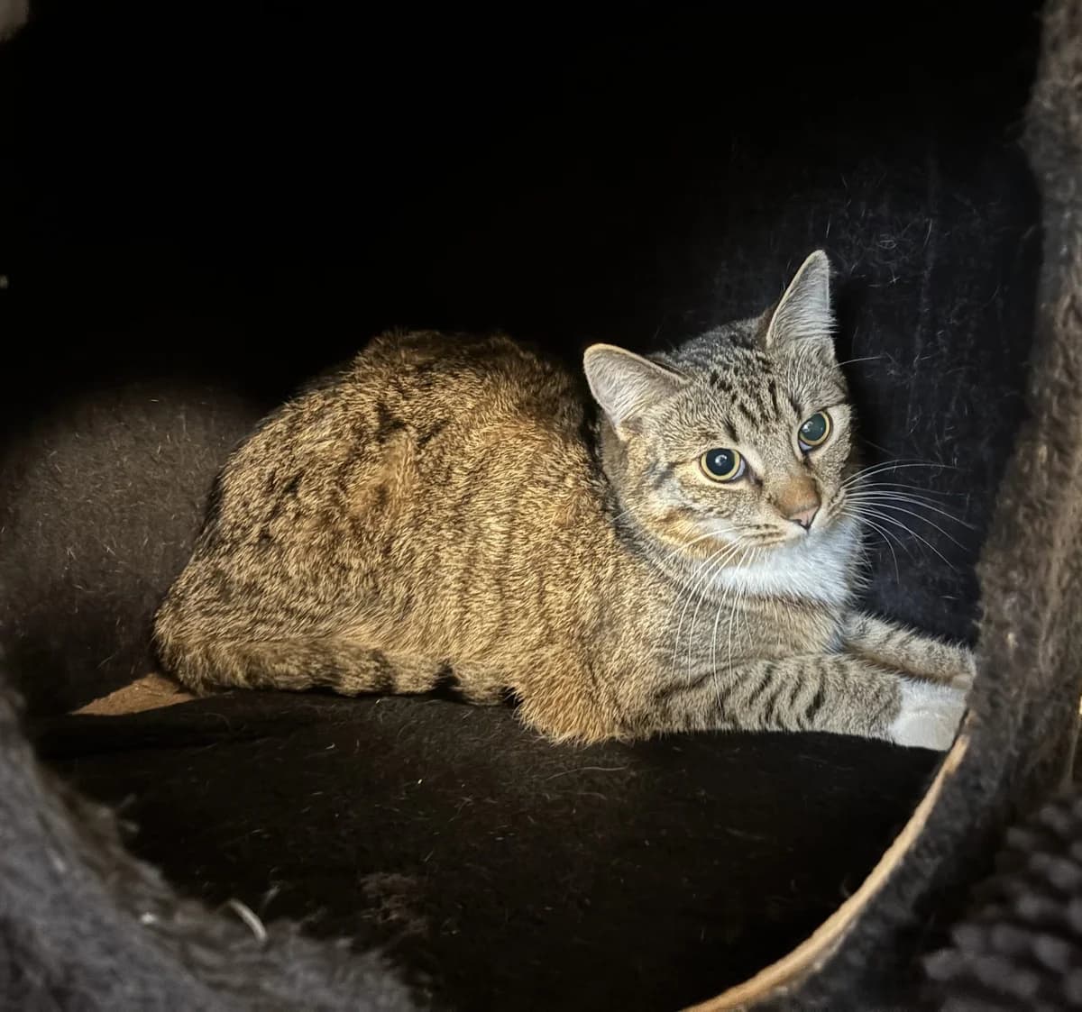 Sammy, male Mixed Breed for adoption at Tierheim Potsdam, Potsdam