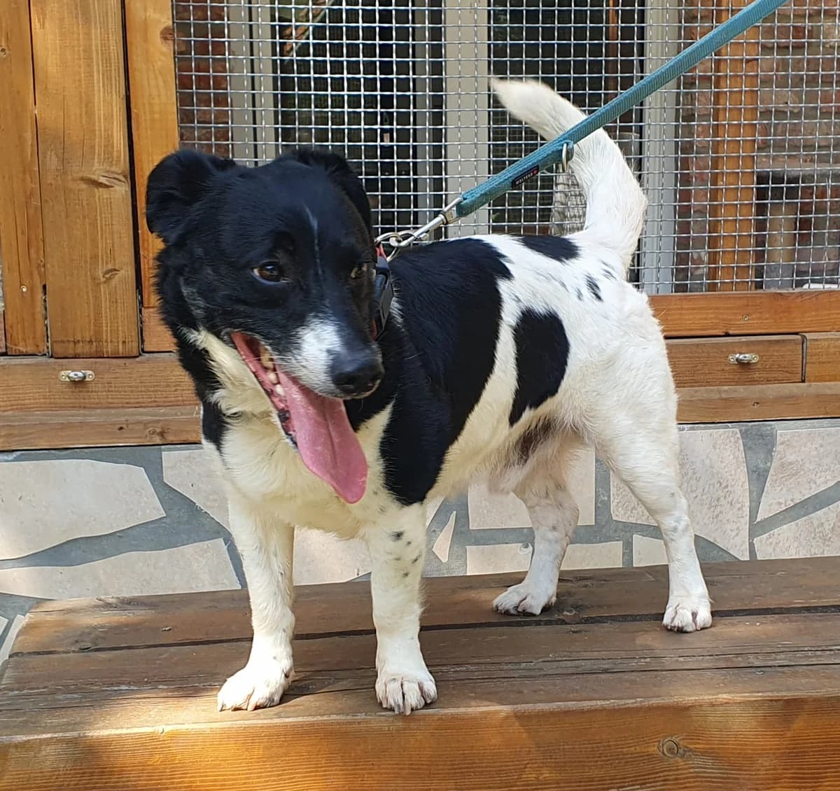 Fritzi, male Mixed Breed for adoption at Tierheim Quedlinburg