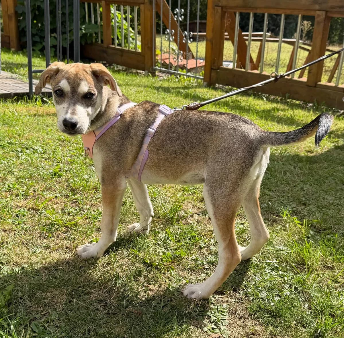 Pepe, male puppy Mixed Breed for adoption at Tierheim Quedlinburg