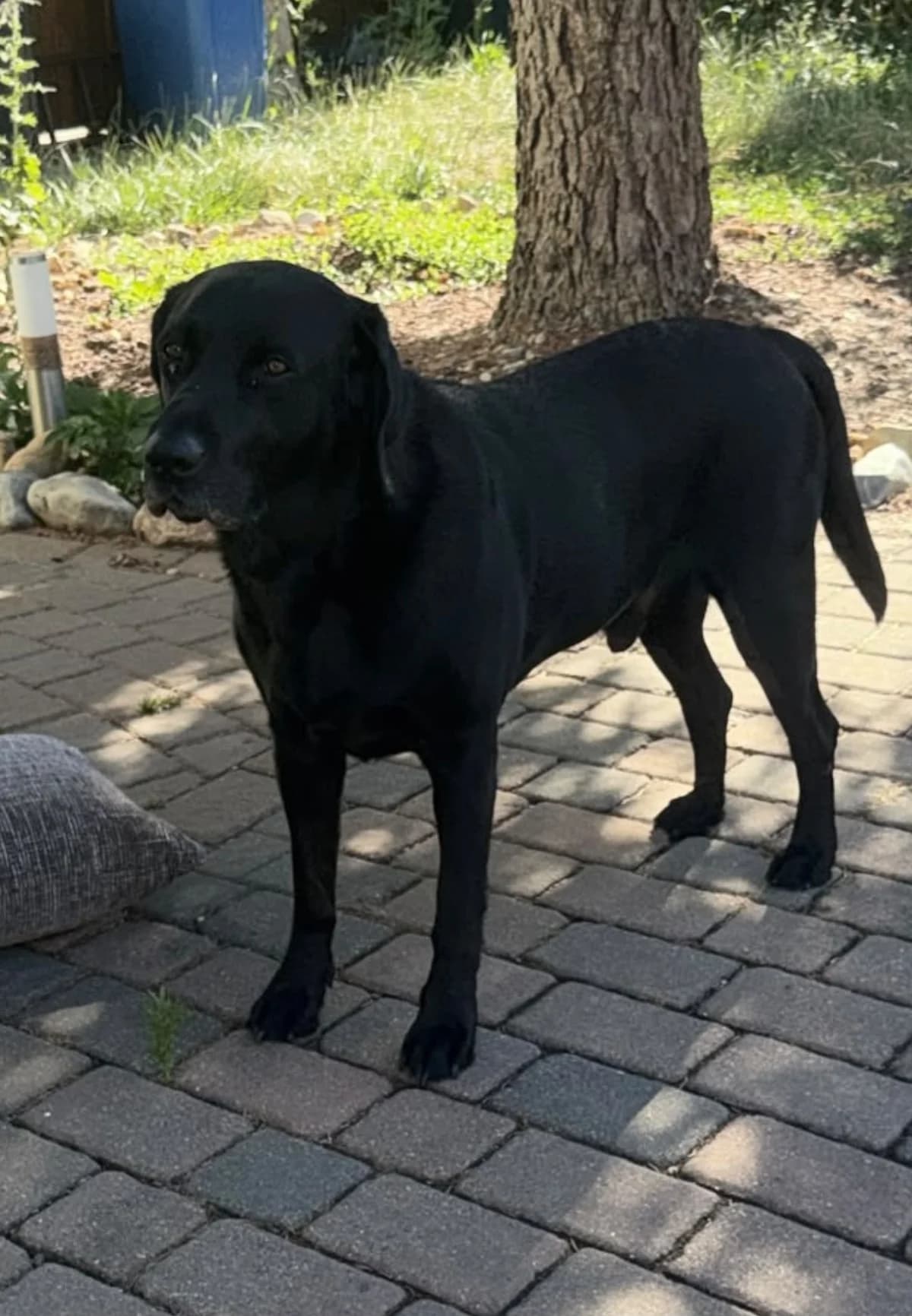 Scott,  6yo Mixed Breed for adoption at Tierheim Quedlinburg