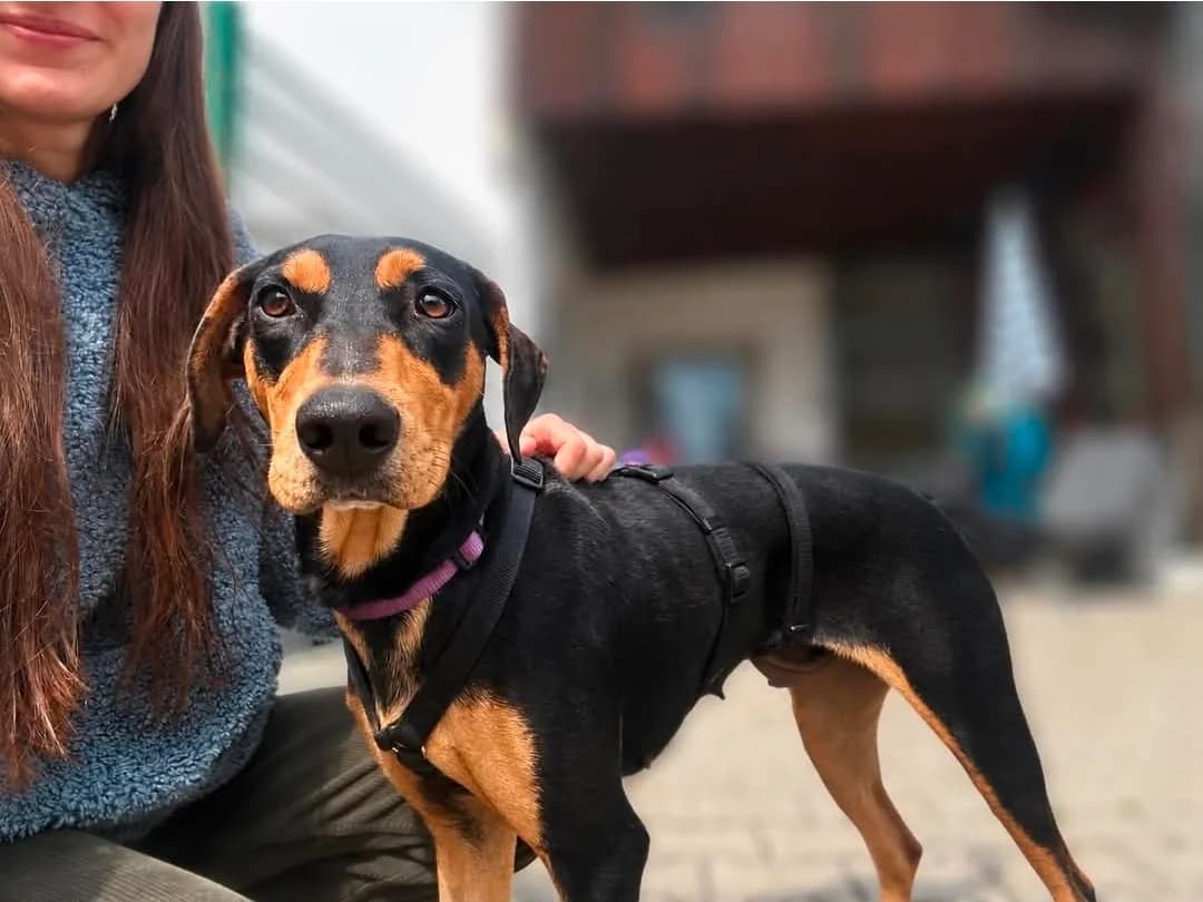 Ava, female Mixed Breed for adoption at Tierheim Regen, Regen