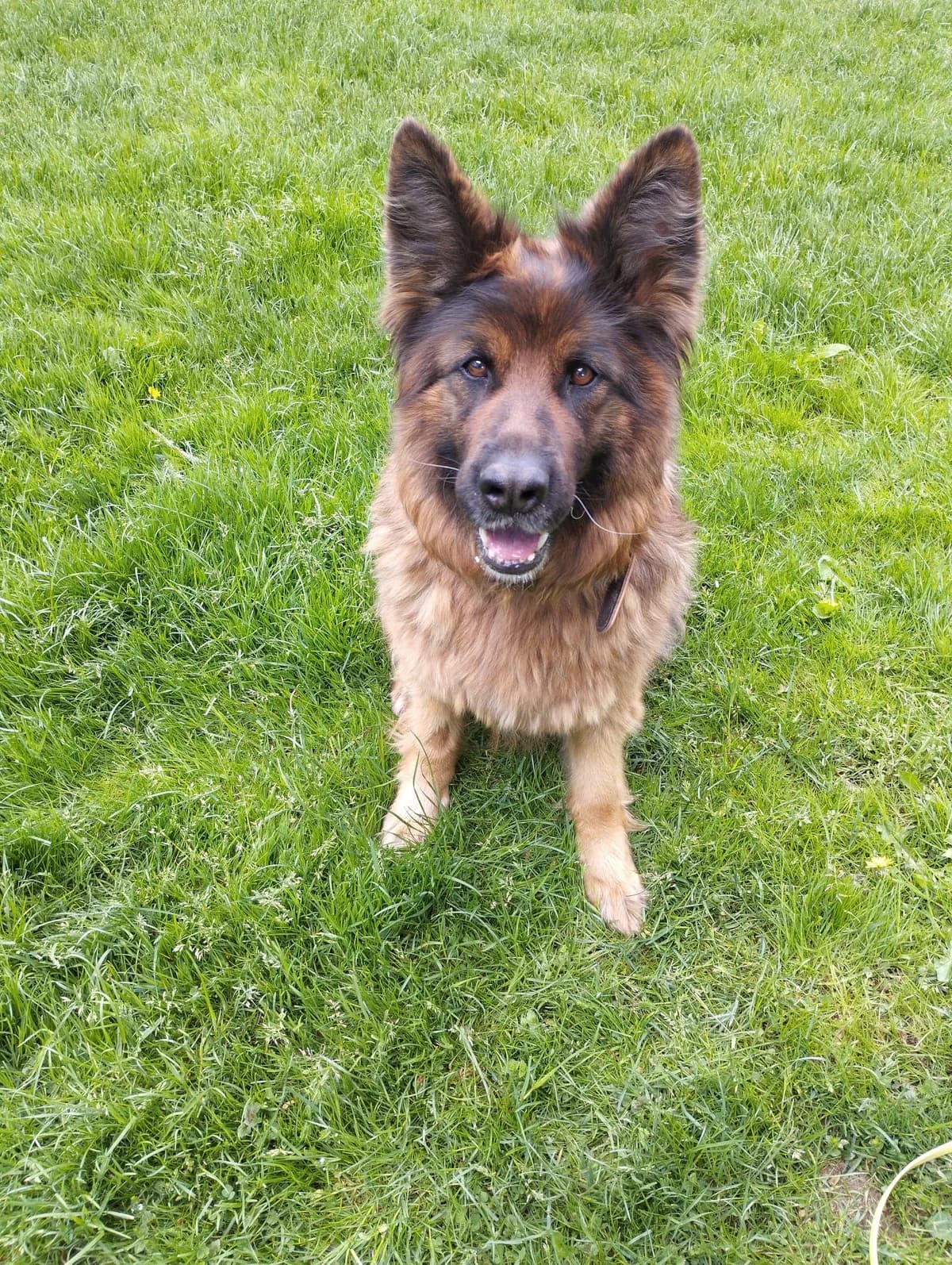 Mika, female Mixed Breed for adoption at Tierheim Regen, Regen