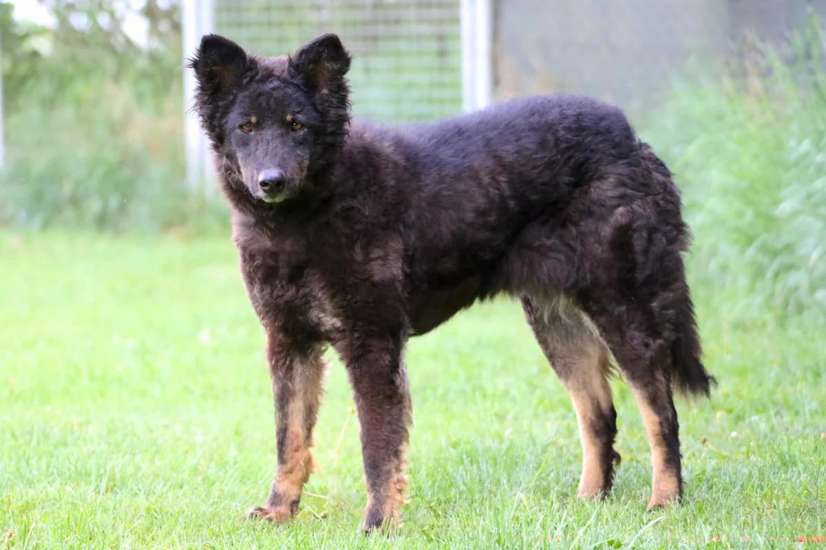 Nelly, female Mixed Breed for adoption at Tierheim Regen, Regen