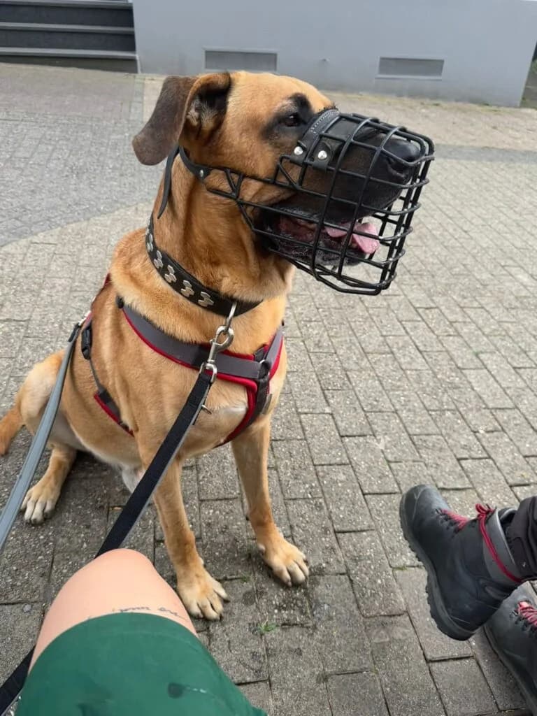Ares sucht die Nadel im Heuhaufen…, male senior Rhodesian Ridgeback for adoption at Tierheim Remscheid, Remscheid