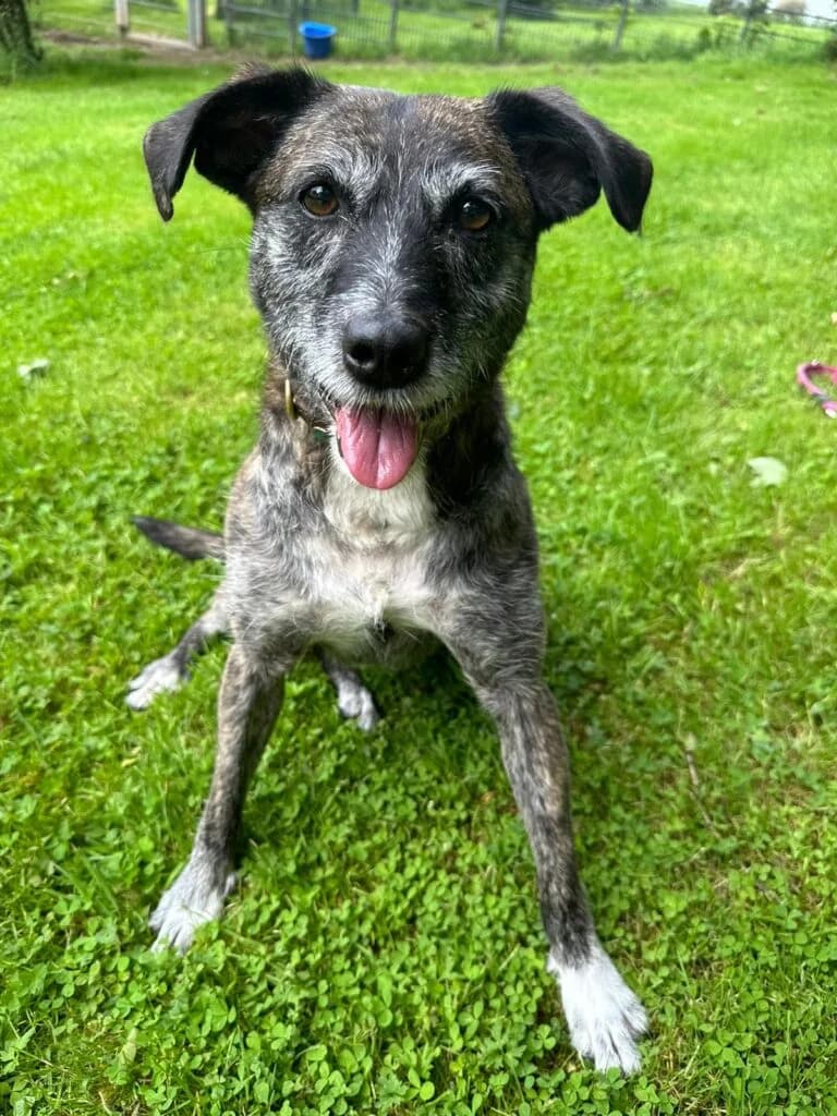 Daya – zuckersüße Maus sucht…, female 7yo mixed breed for adoption at Tierheim Remscheid, Remscheid