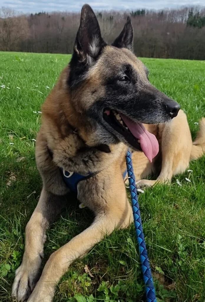 Ole – ein lieber Kerl sucht…, male senior Belgian Malinois for adoption at Tierheim Remscheid, Remscheid