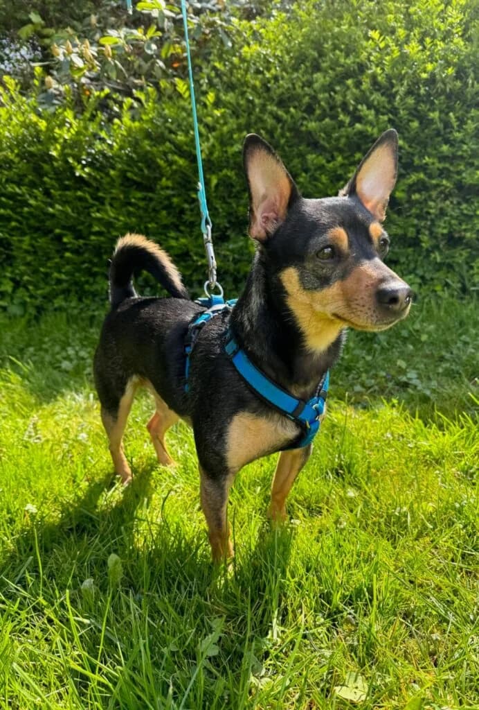 Baileys sucht nervenstarke Menschen…, male 5yo mixed breed for adoption at Tierheim Remscheid, Remscheid