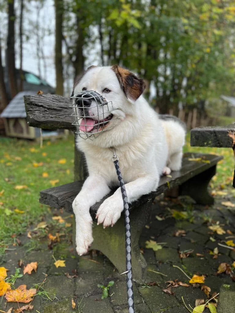 Eisbär Triton, male 3yo mixed breed for adoption at Tierheim Remscheid, Remscheid