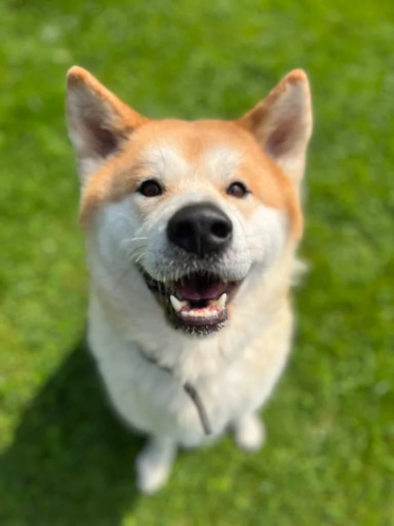 Hübscher Chicco, male 4yo Akita for adoption at Tierheim Remscheid, Remscheid