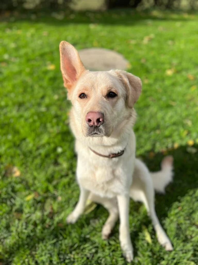 Hübsche Skyla, female young German Shepherd for adoption at Tierheim Remscheid, Remscheid