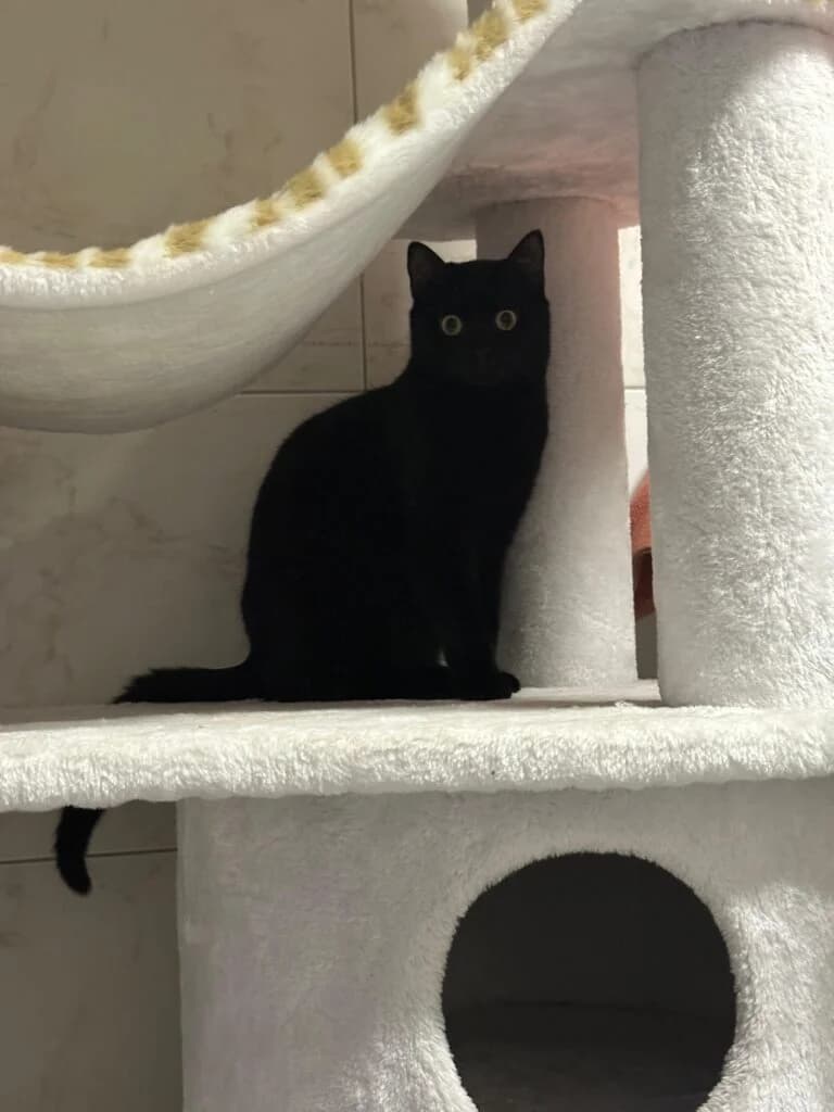 Kapi und Sailor – das stille Team, female young European Shorthair for adoption at Tierheim Remscheid, Remscheid