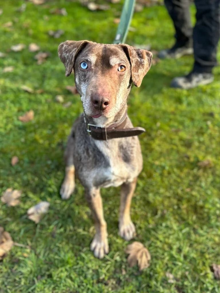 Der lustige Mr.Burns, male 6yo mixed breed for adoption at Tierheim Remscheid, Remscheid
