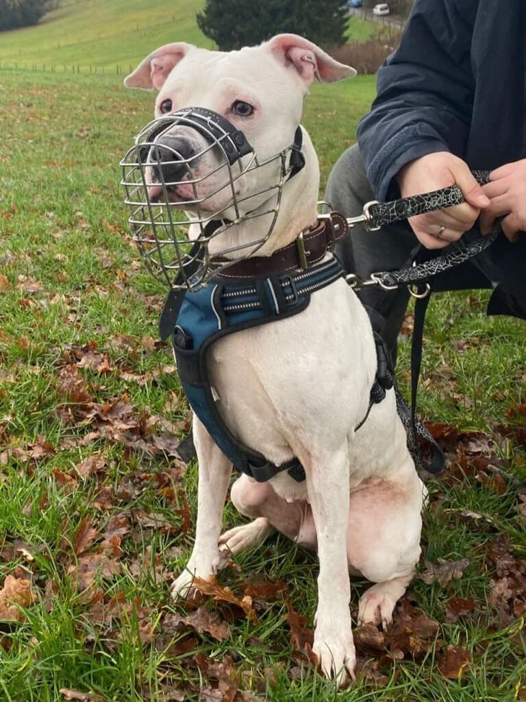 Laica, female 6yo Pit Bull Terrier for adoption at Tierheim Remscheid, Remscheid