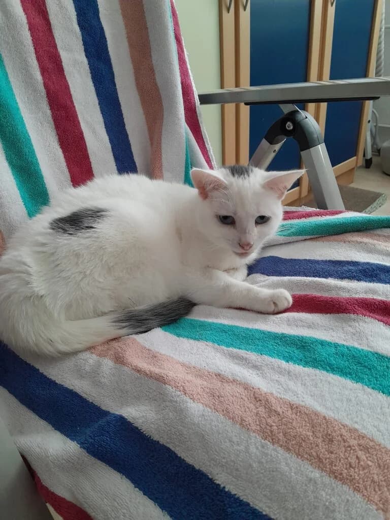 Mentos und Fishermans, male 3yo European Shorthair for adoption at Tierheim Remscheid, Remscheid